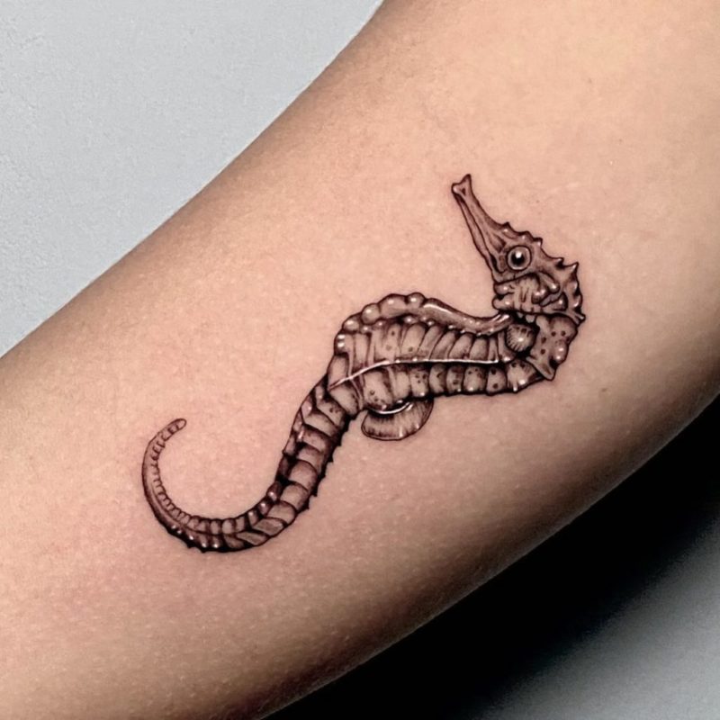 Traditional Seahorse Tattoo by Adam Lauricella: TattooNOW