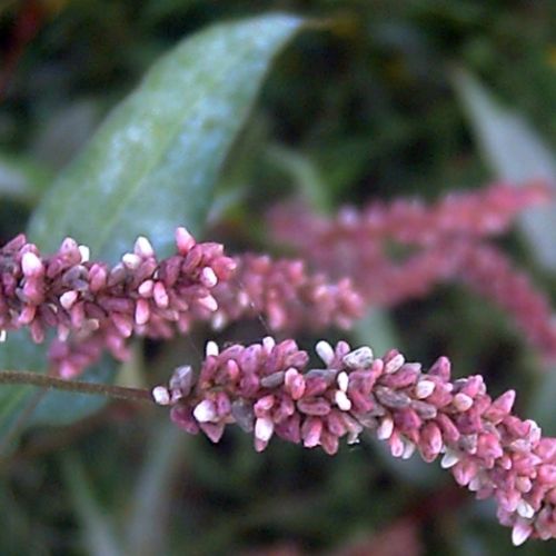 Primer plano de un racimo de flores de persicaria rosadas y blancas sobre un fondo verde difuminado. Los capullos pequeños y apretados le dan a la flor un aspecto texturizado, que se asemeja a patrones intrincados que casi pueden eliminar la idea de tatuajes, con hojas verdes alargadas parcialmente visibles en el fondo.